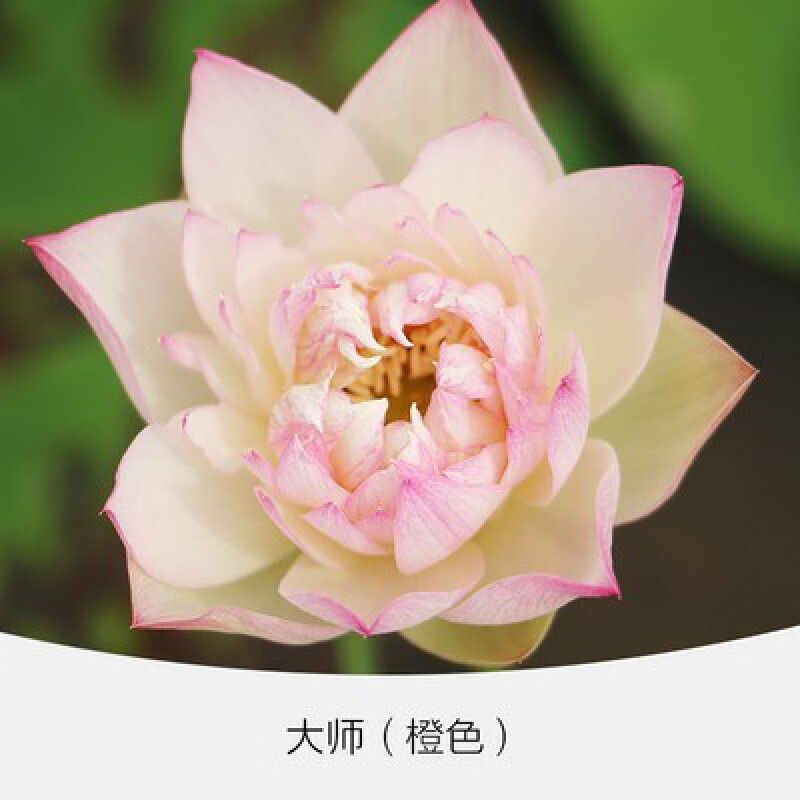 碗莲种子水培植物睡莲荷花阳台水生水养室内绿植花卉 1#大师【30粒已