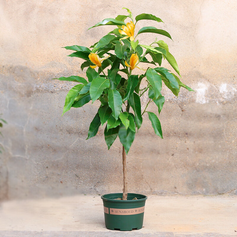 茸麦嫁接白兰花苗盆栽黄兰花树苗黄桷兰阳台庭院绿植当年开花 黄兰6年