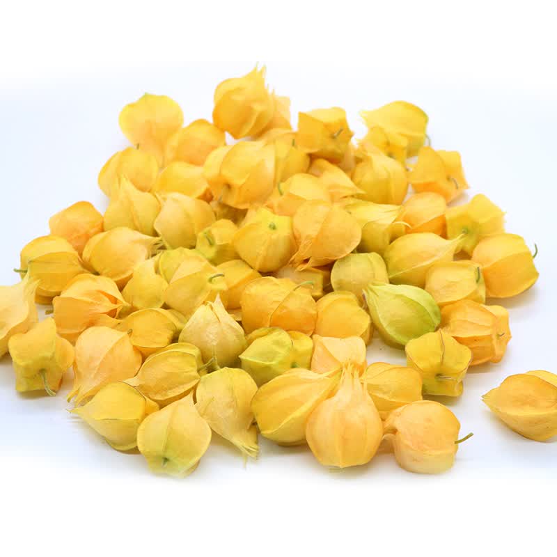 鲜姿姑娘果精选新鲜菇娘果谷鸟水果灯笼果菇茑黄金豆新鲜水果 净重1.8斤 单果5g+