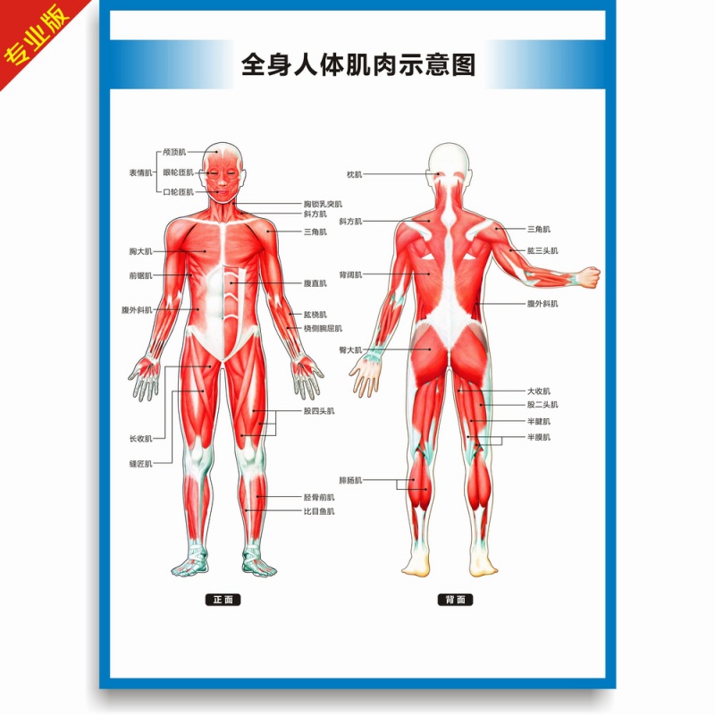 人体肌肉挂图 全身人体肌肉图解剖图结构图人体运动图