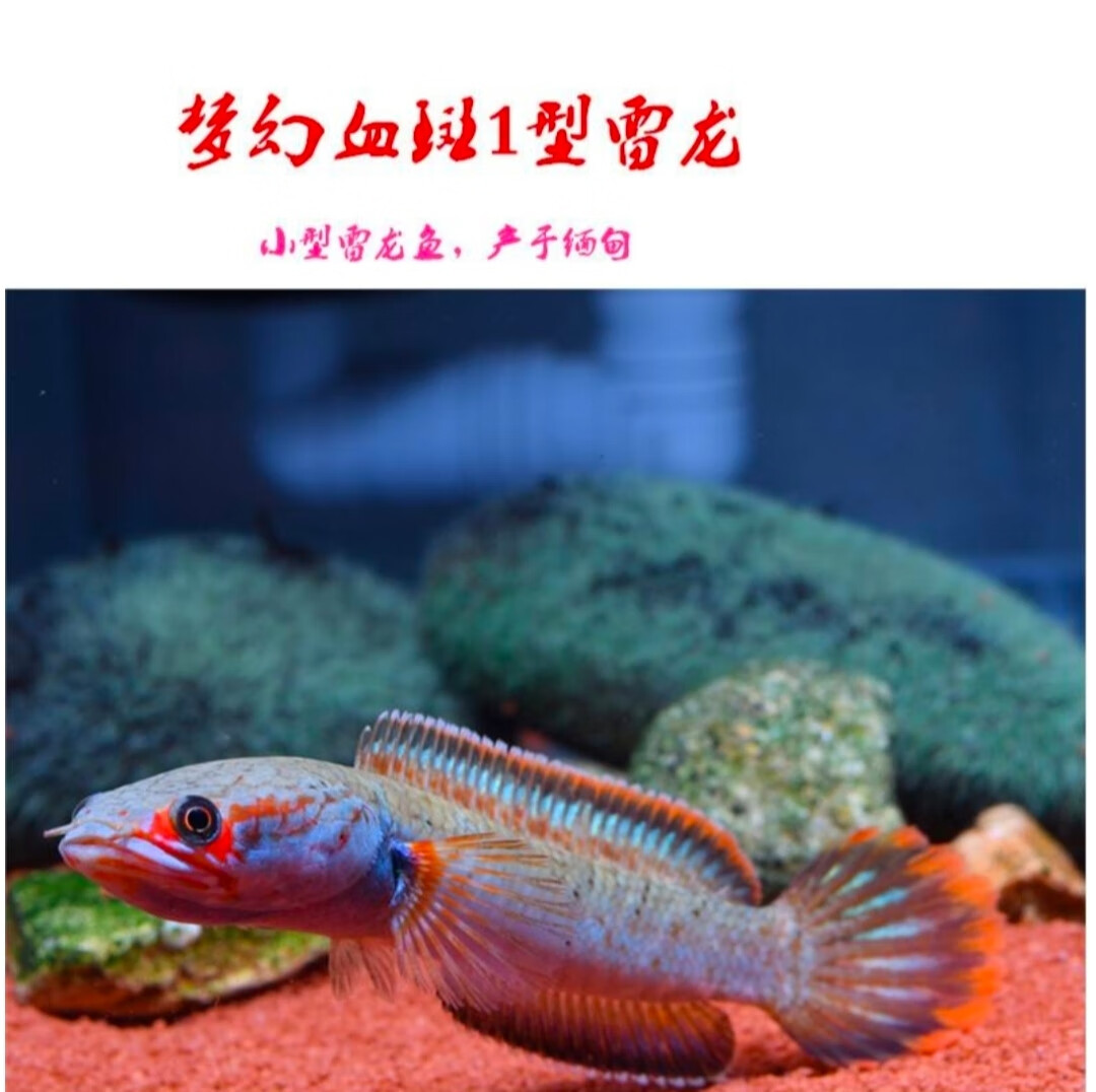 血斑雷龙1型 血一雷龙 血斑二型 梦幻冰火雷龙发色漂亮凶猛鱼 进口