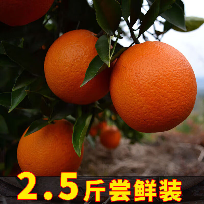 脐橙精品赣南新鲜江西甜橙孕妇水果手剥应季 2.5斤中果(150-250g)