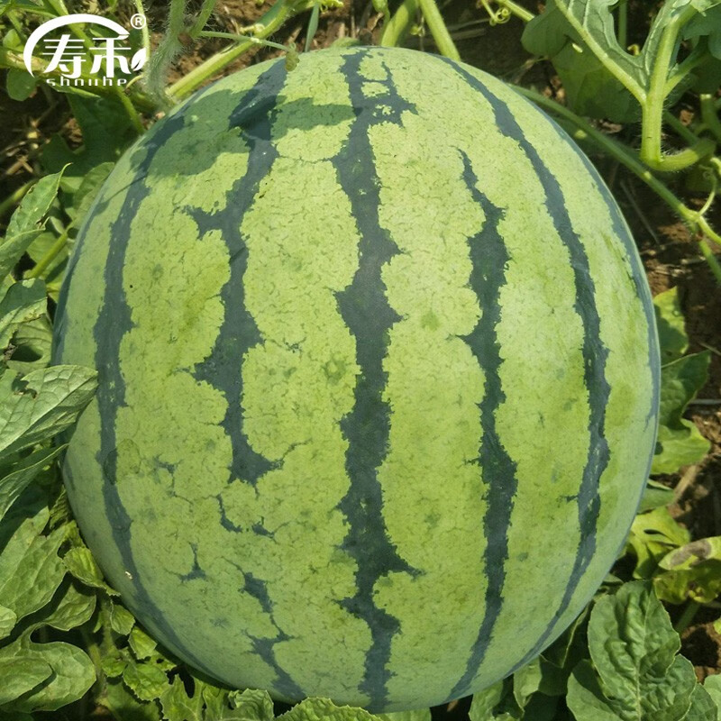松脆型8424西瓜种子早佳沙瓤美都早熟薄皮春冬季种籽西瓜子 老品种