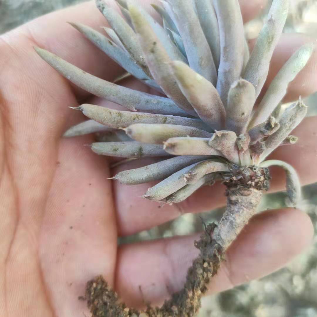 农家特产新鲜正宗中药材瓦松瓦松草瓦花多肉向天王铁塔草 新鲜瓦松