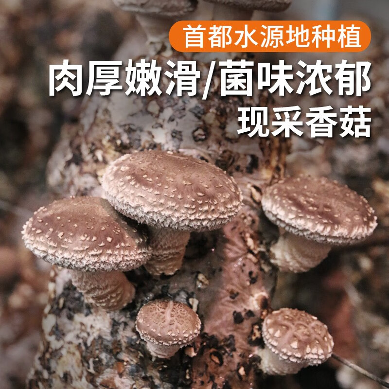 密农人家新鲜香菇 蘑菇 自然生长 鲜香菇现摘发货300g新鲜蔬菜 300g