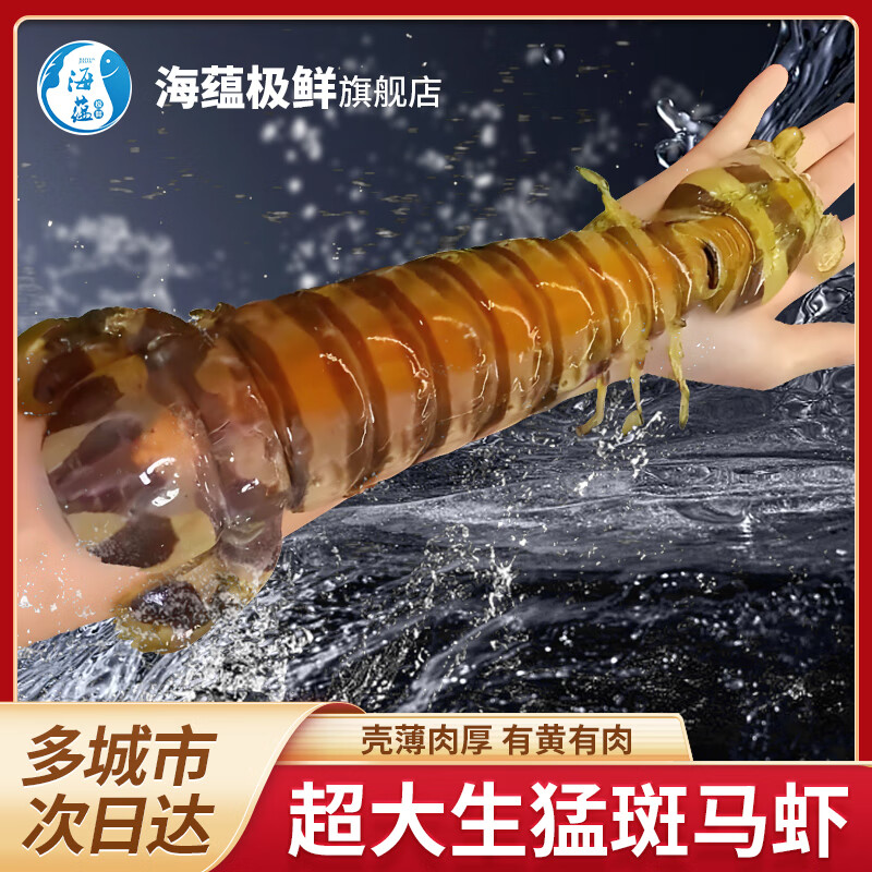 海蘊極鮮【活鮮】鮮活斑馬蝦 新鮮斑馬蝦富貴蝦瀨尿蝦姑 0.7斤(凈重)  （帶黃款） 單只裝