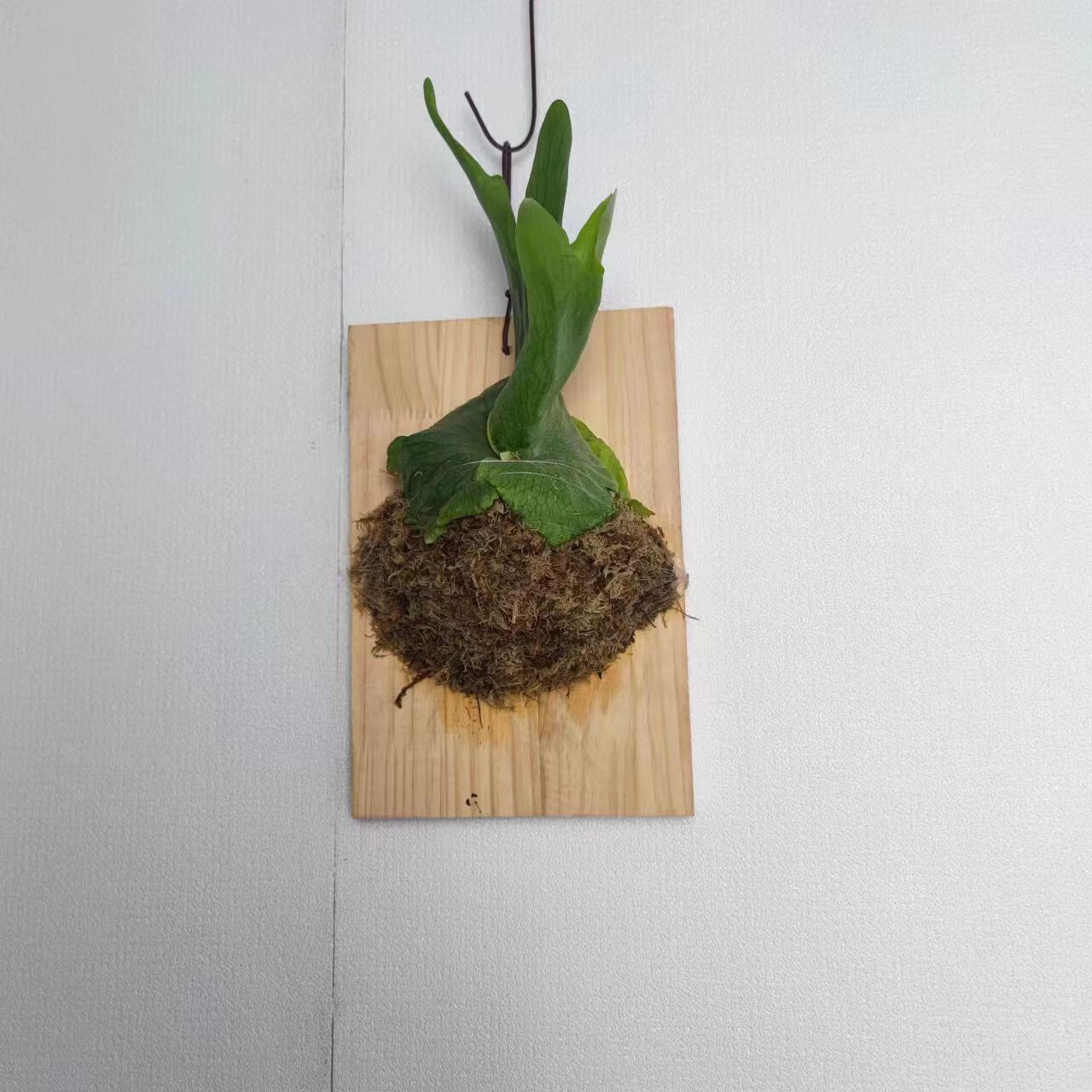 刘不丁女王鹿角蕨platycerium wandae稀有鹿角蕨猴脑绿植象耳鹿角蕨