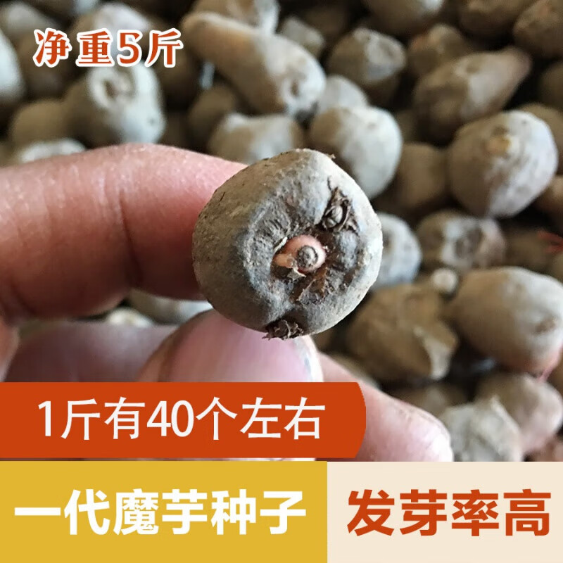 花姬 云南高产魔芋种子一代种子籽花魔芋种新鲜魔芋2斤5斤魔芋种子