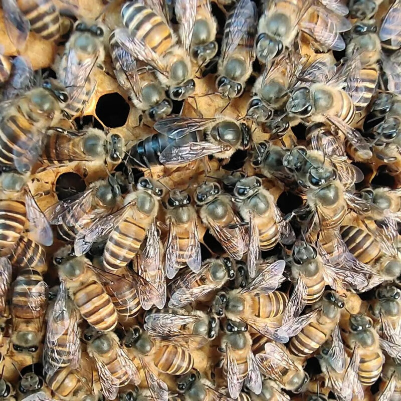 mdng中蜂蜂王种王蜜蜂高产蜜开产王土蜂本地王 精选阿坝处王