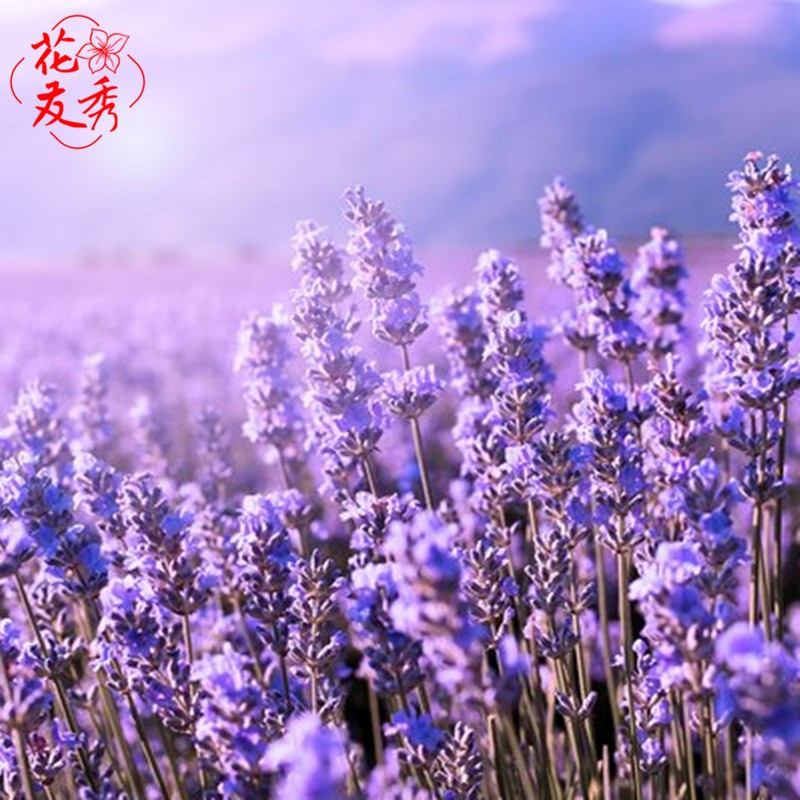 薰衣草种子花卉种子草花种子种植宿根花卉多年生花海四季种植薰衣葺