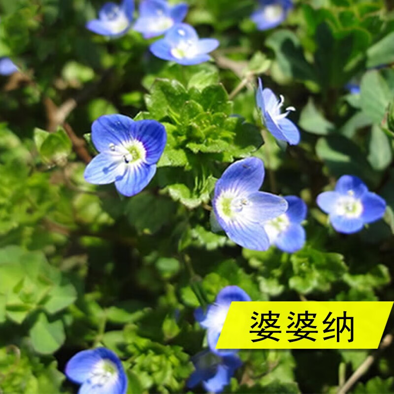 帅轩婆婆纳种子穗花婆婆纳花种子四季易活花卉种子绿化道路婆婆纳