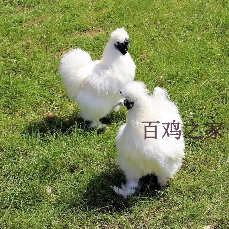 纯种泰和乌鸡苗白凤乌鸡活体小鸡半大白乌鸡乌骨鸡半斤脱温苗 半斤