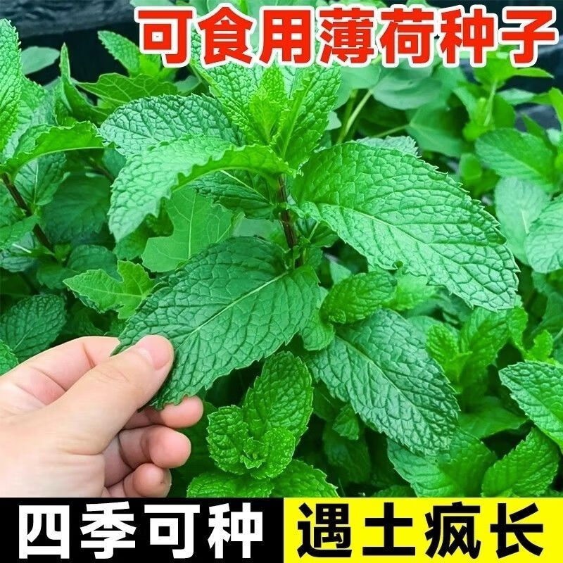 藝觀園可食用薄荷種籽子室內(nèi)室外盆栽留蘭香檸檬貓薄荷四季播種苗花種子 可食用留蘭香薄荷半斤
