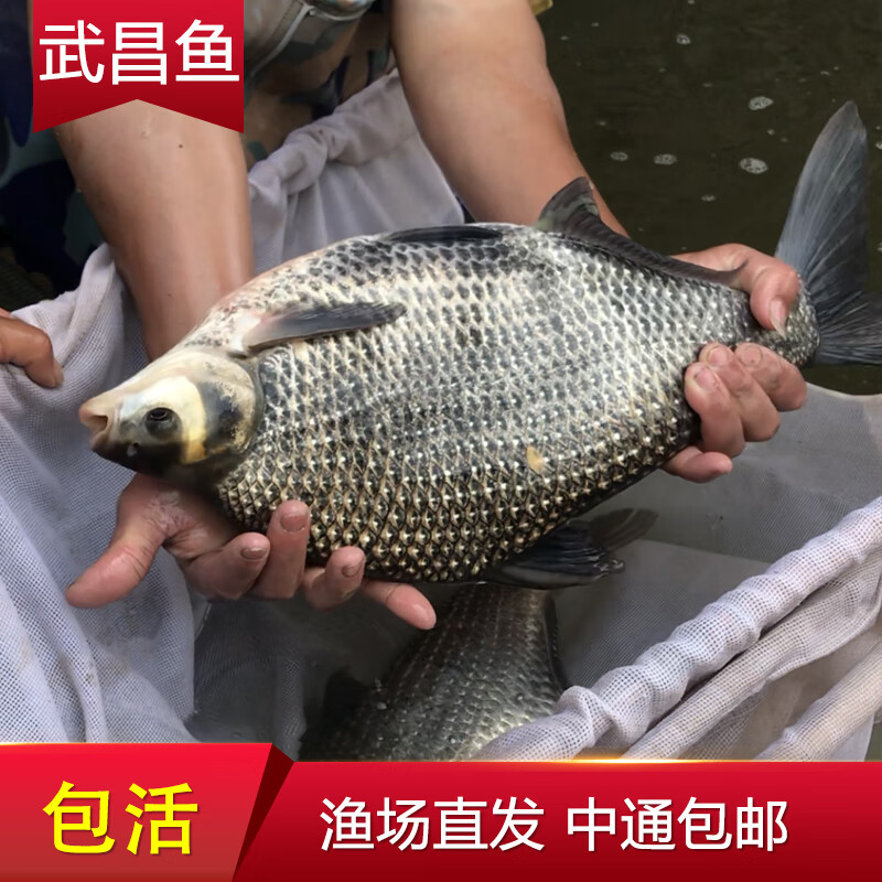 鱼苗鳊鱼扁鱼团头鲂三角鲂边鱼苗淡水养殖观赏鱼重庆水花鱼 饲料一斤