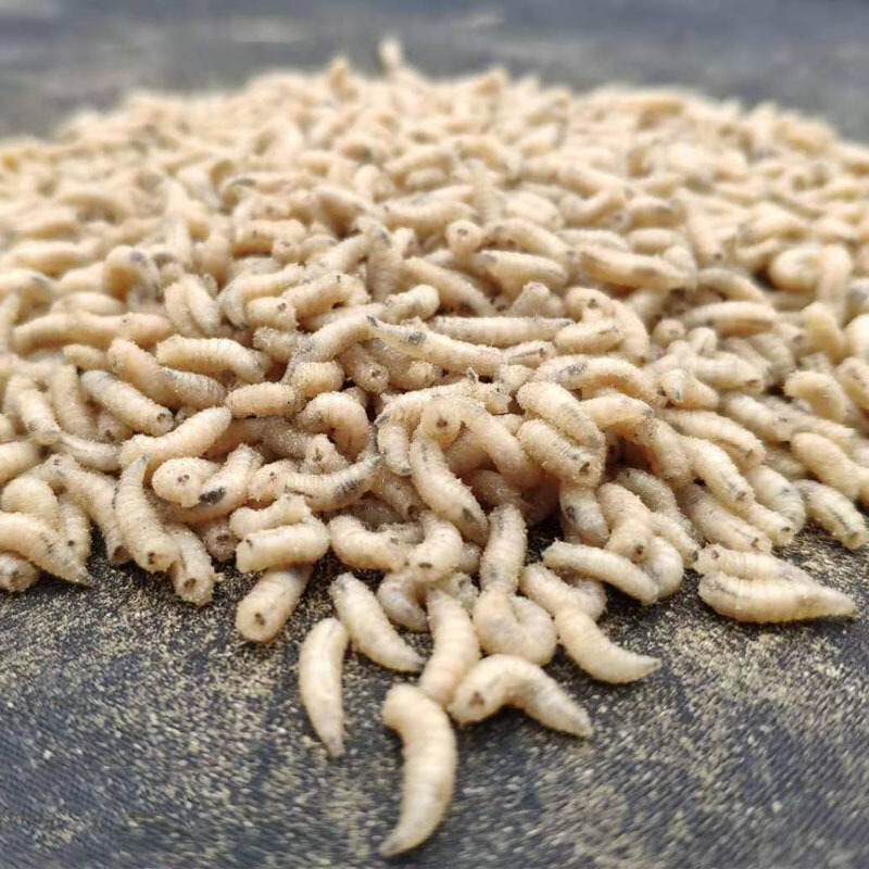 蛆虫活虫 钓鱼活体肉蛆蛆牙子活蛆野钓鲫鱼五谷虫小白条白蛆 白蛆2瓶