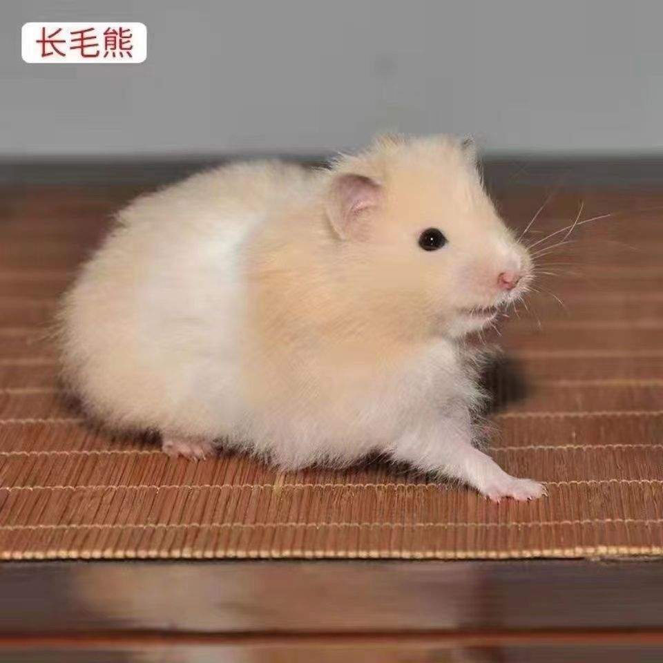 精品长毛熊活物长毛纯银杂银丁香长毛白熊可爱仓鼠宝宝 精品长毛金丝