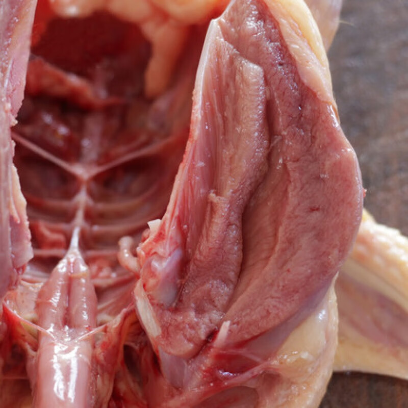 味巴哥法国老鹧鸪鸟3只钍铪铪散养现杀石鸡飞龙嘎嘎鸡老鸽子月子滋补