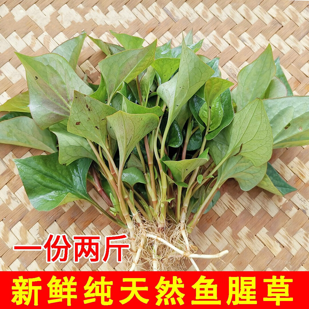 新鲜鱼腥草 折耳根茎叶 现采现发 500克