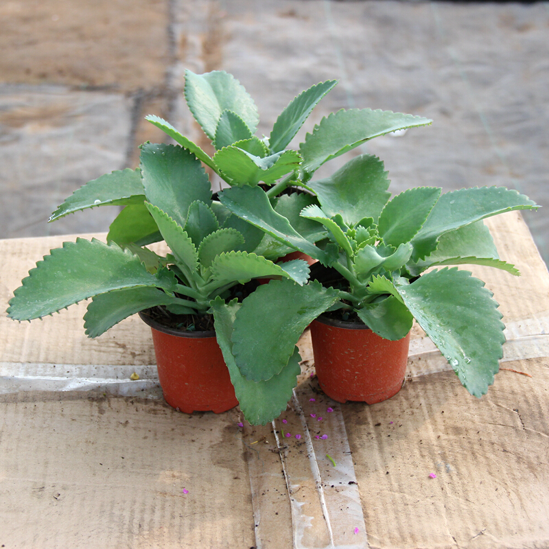 多肉植物商品历史价格查询网|多肉植物价格历史