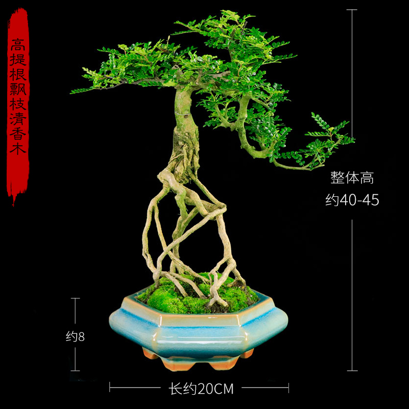 高提根清香木水横枝盆景悬崖造型老桩植物办公室客厅胡椒木盆栽 高