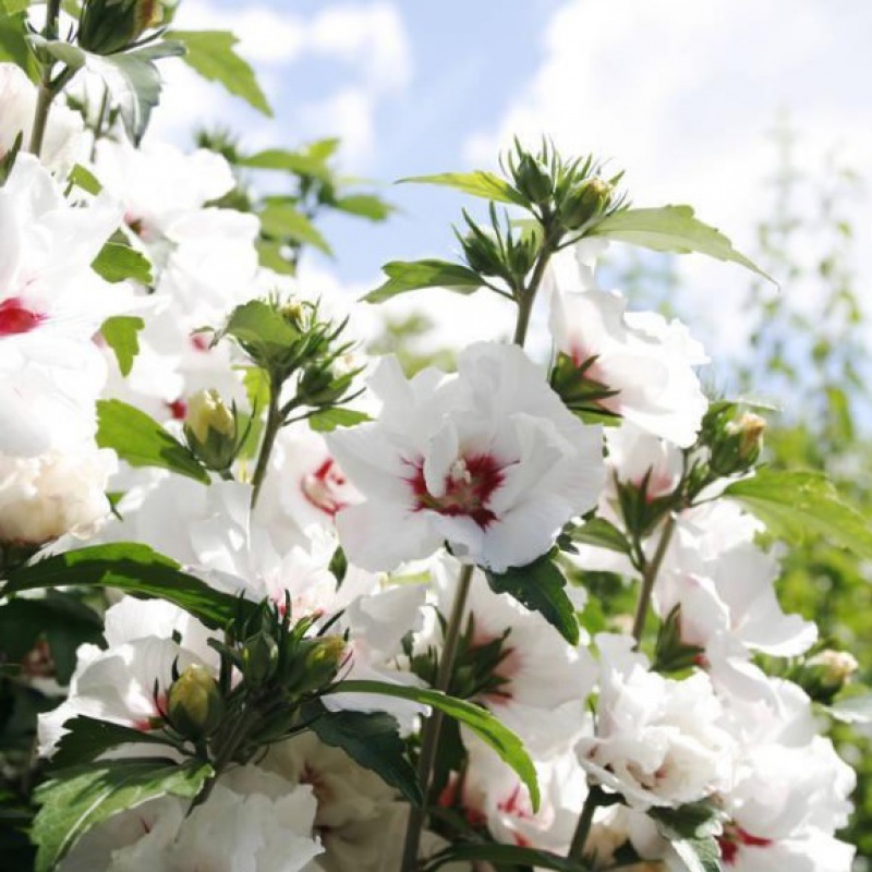 精品2公分粗白花重瓣木槿 10cm以下