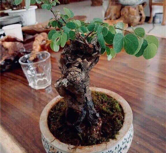 语森忆羊蹄甲金丝红木老桩花卉绿植盆景盆栽庭院四季常青舍利碳 羊蹄