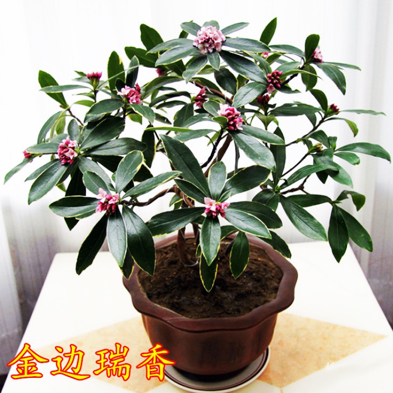 昊兰诺金边瑞香盆栽大苗金边瑞香年宵花卉带花苞瑞香花苗耐寒植物 3年