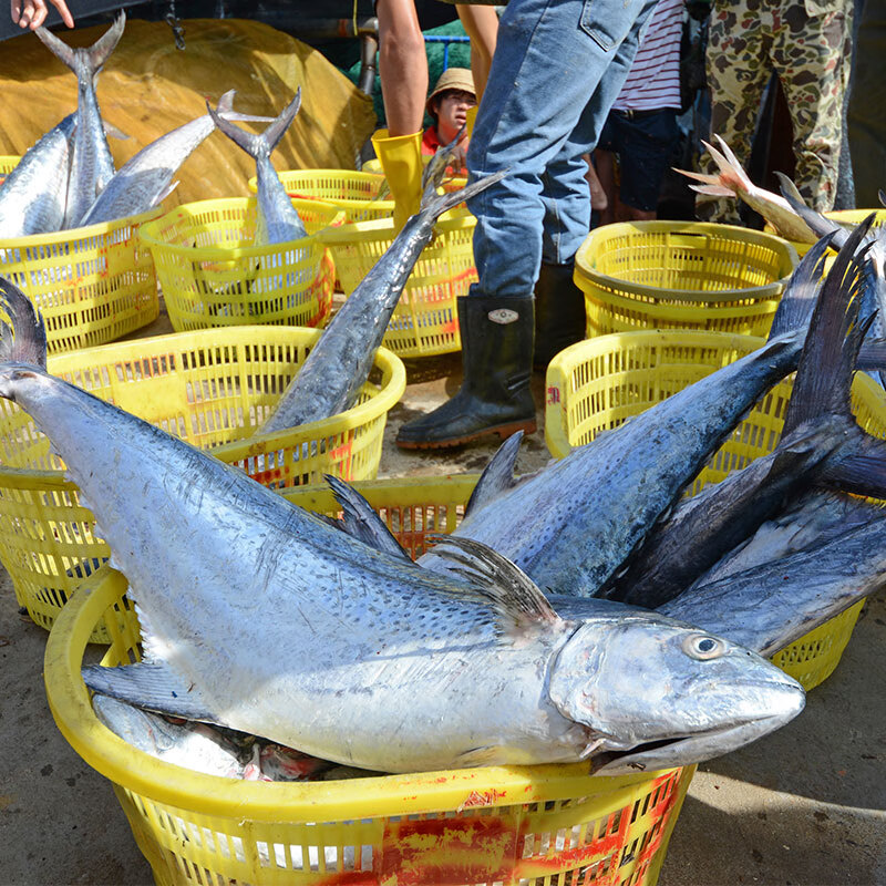 述宝海南特产海鲜新鲜马鲛鱼切片深海生鲜中段鱼肉原味冷冻过年货礼盒 原味不腌制 500g 2袋
