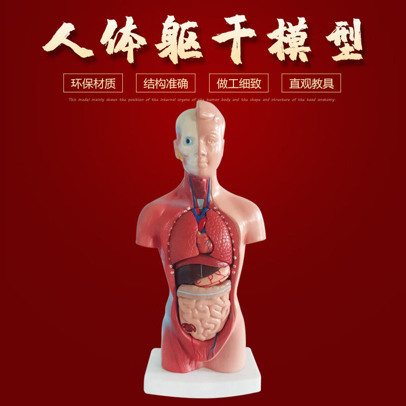 解剖躯干模型可拆卸内脏器官结构全身教学仿真骨骼玩具 28cm躯干模型