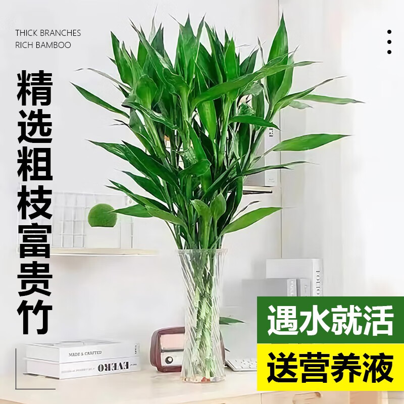 临雅富贵竹水培植物转运竹绿植室内好养盆栽观音竹客厅招财发财树鲜花 10mm粗枝富贵竹70-80厘米10棵 不含盆怎么看?