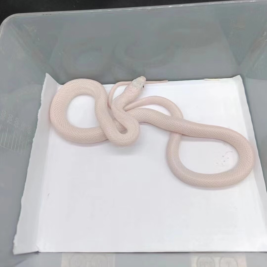 网红玉米蛇雪白暴风雪原色显直爬宠翠青华游三线温顺上手【定金价 黑