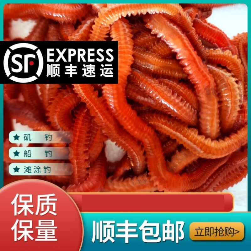 蚯蚓活饵红泡沫盒海钓饵鲜活沙蚕海虫海蜈蚣海蚯蚓活