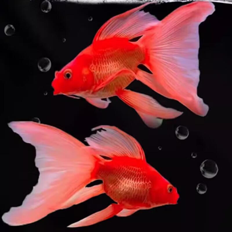 红金蝴蝶鲤鱼全红龙凤蝴蝶鲤火凤凰鱼鱼冷水鱼观赏鱼活体 12-14cm红