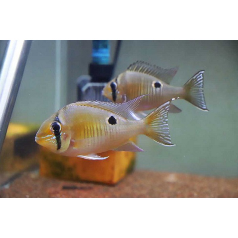 野生 圣塔伦黄腹月亮宝石 圣塔伦南美慈鲷食土鲷观赏热带鱼 野生6-7cm