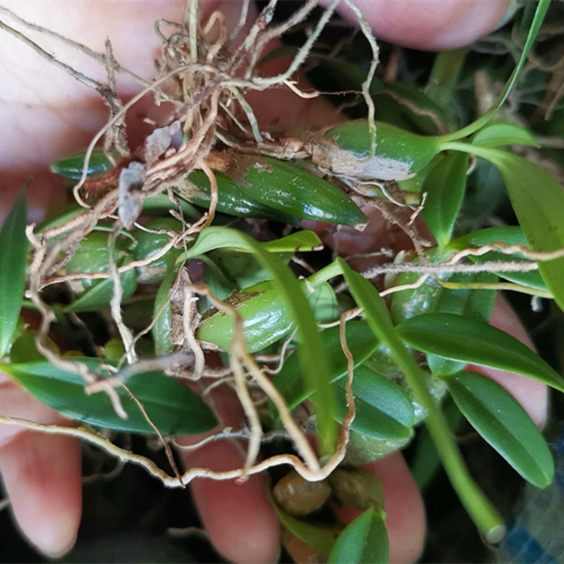 朗透 小号双叶石橄榄新鲜炖汤草药煲汤配料石仙桃种植500g食用药材