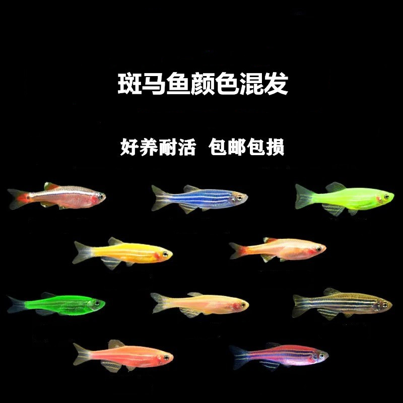 水族活体商品历史价格查询入口|水族活体价格走势