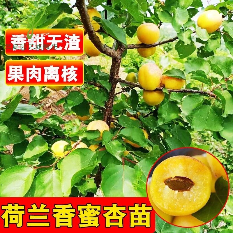 昊兰诺荷兰香蜜杏苗 香甜品种果肉离核软糯杏子树苗果树南北方种植