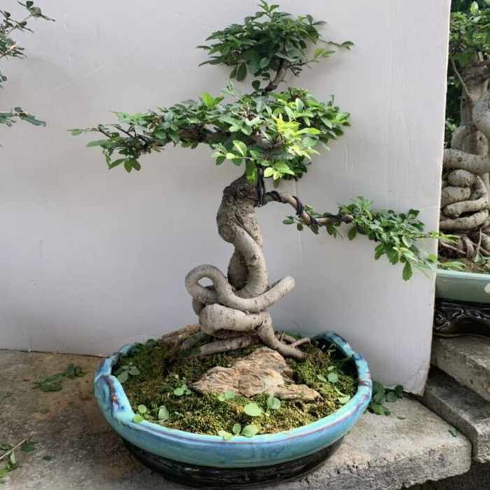 花总管小叶榆树盆景植物绿植造型老桩高提根抱石大型室内悬崖式榔榆树