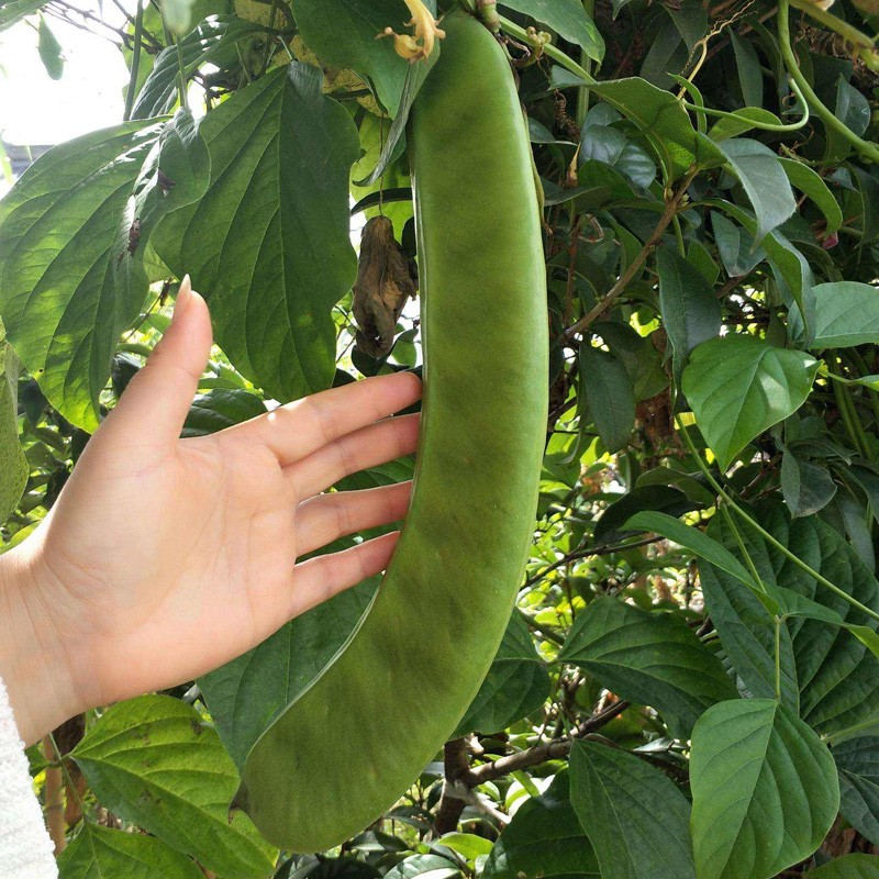 神禾 大刀豆种子眉豆扁豆春季播菜豆蔬菜种籽 白刀豆种子 60粒