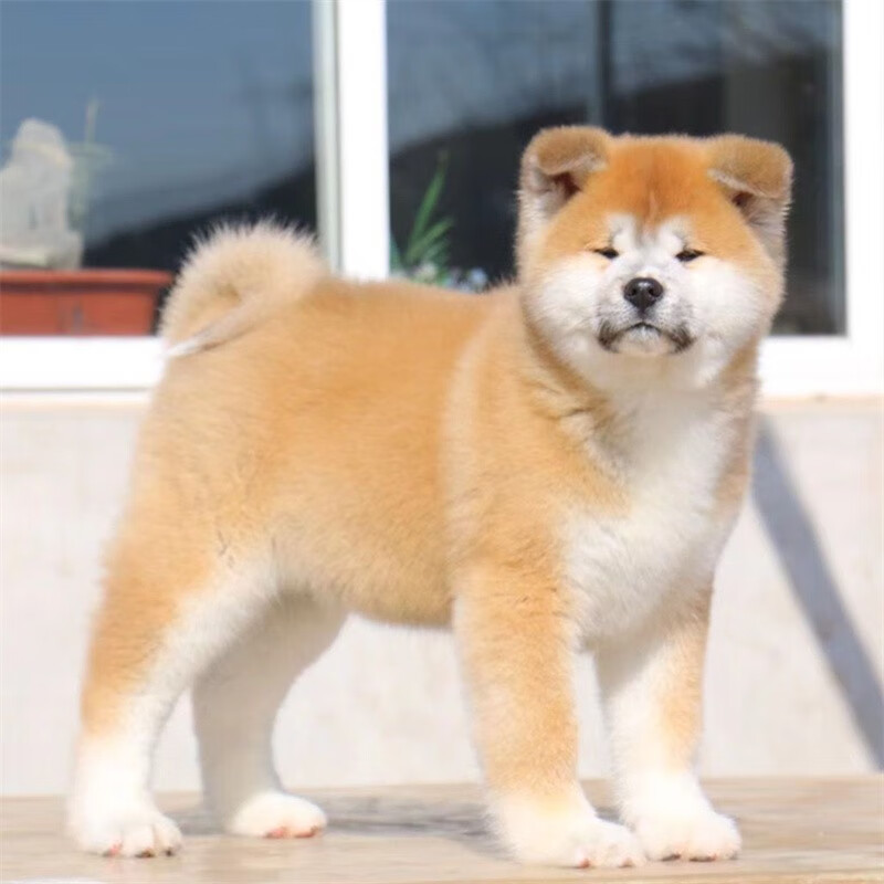 别态萌出售秋田犬纯种幼犬  日本 家庭伴侣犬 活体家养宠物狗 健康