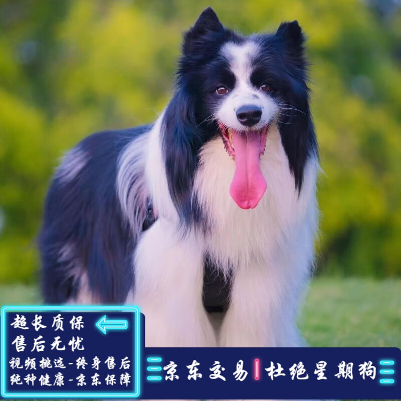 边牧幼犬 纯种边境牧羊犬幼犬边境牧羊犬 边牧幼犬 宠物级 sss级 公