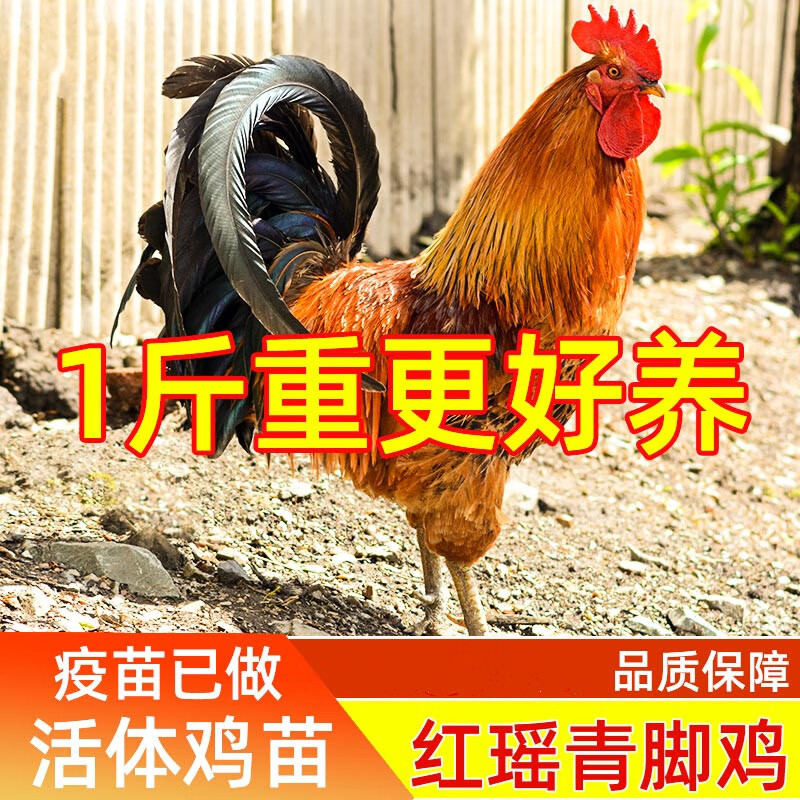 一斤红瑶黑瑶鸡土鸡活体脱温鸡青脚土鸡固始鸡红毛公鸡活 红瑶一斤