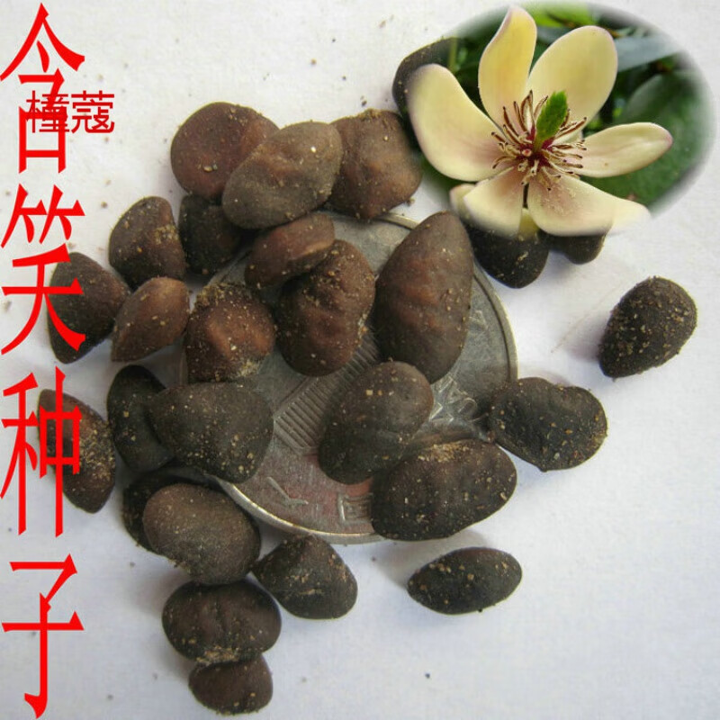 花之然林木种子 深山含笑种子又名含笑花种子 乐昌含笑种子红花含笑