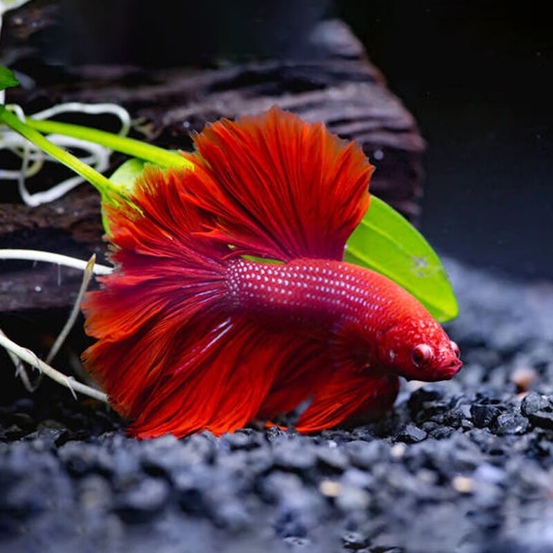 易萌 斗鱼活鱼泰国斗鱼小型热带鱼淡水鱼宠物观赏活体 斗鱼半月3-5cm