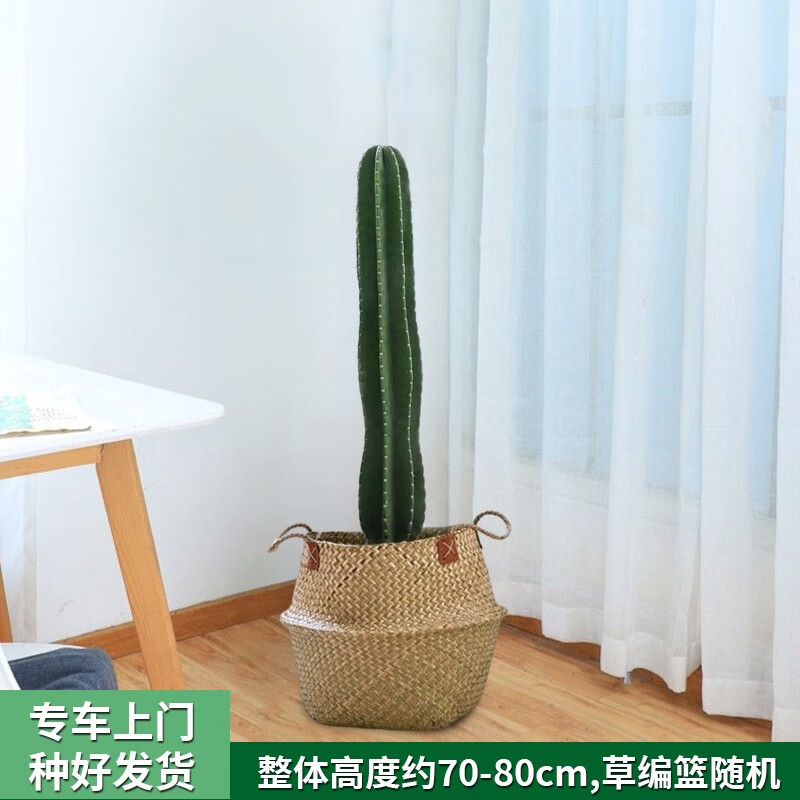 绿韵花田【两小时达】仙人柱盆栽室内客厅商场落地植物量天尺净化空气