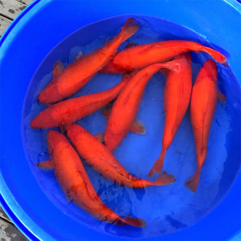 中国红冷水淡水观赏鱼锦鲤鱼活鱼金鱼小型好养红鲤鱼纯种小锦鲤 10-12cm长黑白黄红各一条