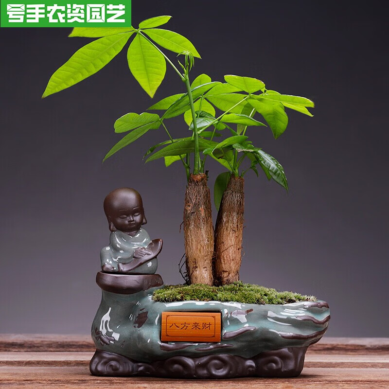 净化空气绿植盆景办公室招财树苗好养花卉 八方来财-发财树 带盆栽好