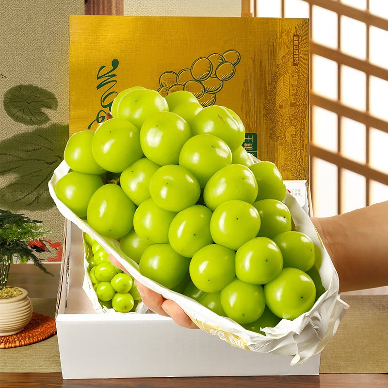 京营觅选阳光玫瑰晴王葡萄【产地直发-jd顺丰-多地次日达】新鲜无籽