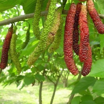 桑葚果树苗四季长果桑苗台湾长果桑桑树苗桑葚苗黑庭院南方种北方种植