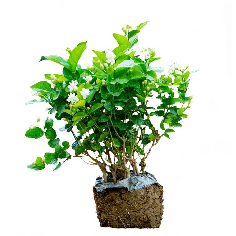 頑冒重瓣香水茉莉花苗双色虎头双瓣盆栽盆景四季绿植花卉老桩树根植物 10年老桩1棵【开花爆满】